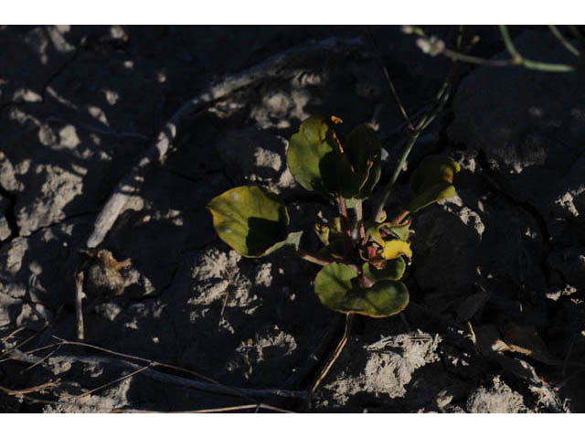 Eriogonum gordonii (Gordon's wild buckwheat) #57619