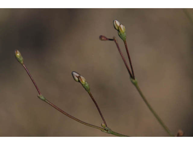 Eriogonum gordonii (Gordon's wild buckwheat) #57631