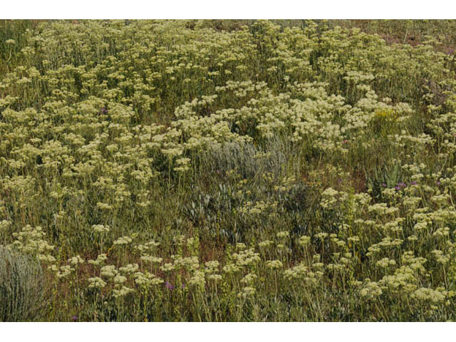 Eriogonum heracleoides (Parsnip-flower buckwheat) #57636