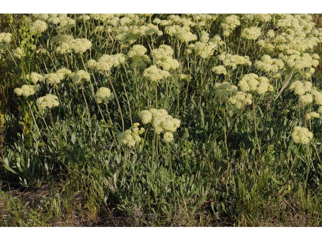 Eriogonum heracleoides (Parsnip-flower buckwheat) #57637