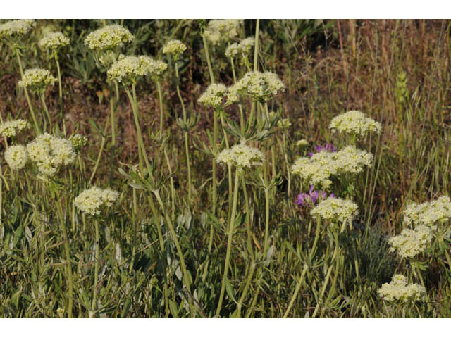 Eriogonum heracleoides (Parsnip-flower buckwheat) #57638
