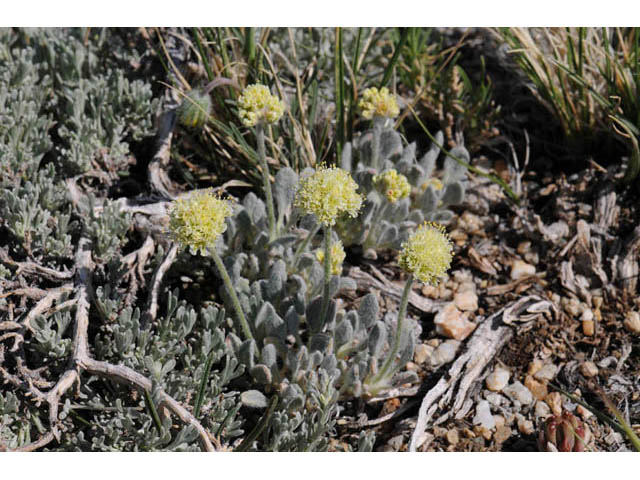 Eriogonum kingii (Ruby mountain buckwheat) #57687