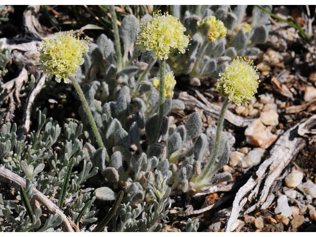 Eriogonum kingii (Ruby mountain buckwheat) #57688