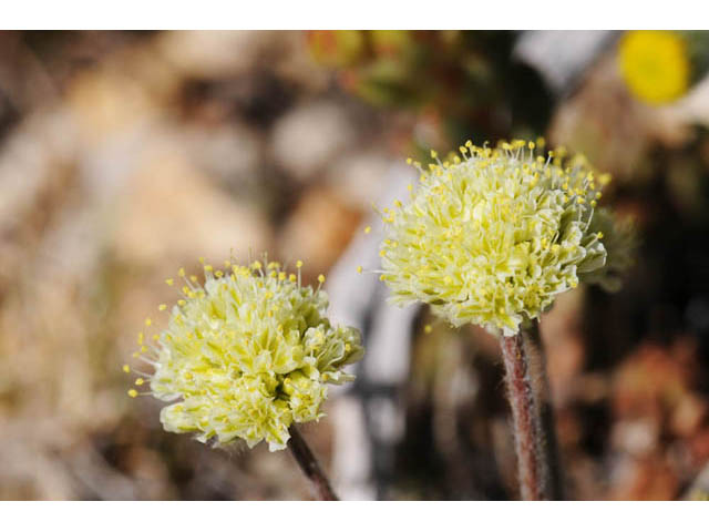 Eriogonum kingii (Ruby mountain buckwheat) #57689