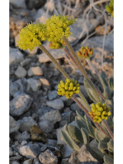 Eriogonum lewisii (Lewis' buckwheat) #57697