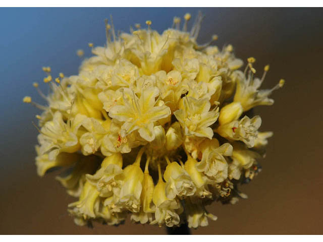 Eriogonum loganum (Cache valley buckwheat) #57707