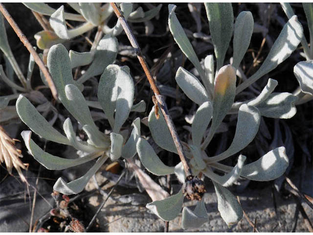Eriogonum loganum (Cache valley buckwheat) #57711