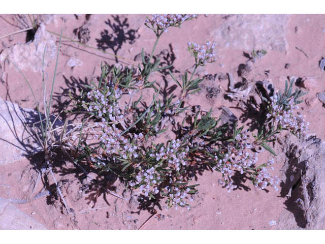 Eriogonum microthecum var. simpsonii (Simpson's buckwheat) #57739