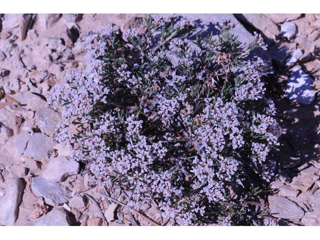 Eriogonum microthecum var. simpsonii (Simpson's buckwheat) #57764