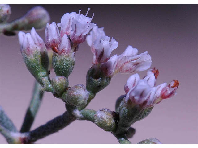 Eriogonum microthecum var. simpsonii (Simpson's buckwheat) #57771