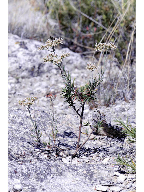 Eriogonum microthecum var. simpsonii (Simpson's buckwheat) #57775