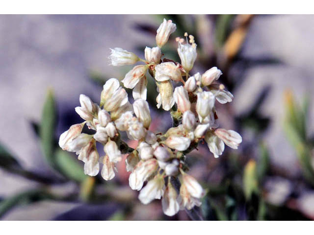 Eriogonum microthecum var. simpsonii (Simpson's buckwheat) #57780
