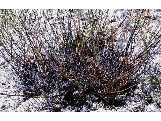 Eriogonum mitophyllum (Lost creek wild buckwheat) #57784