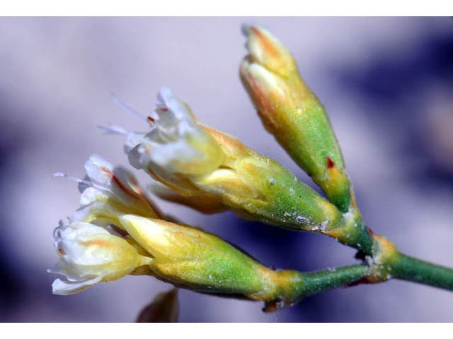 Eriogonum mitophyllum (Lost creek wild buckwheat) #57790