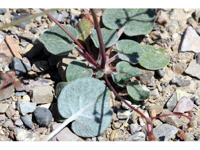 Eriogonum nutans var. nutans (Dugway buckwheat) #57812