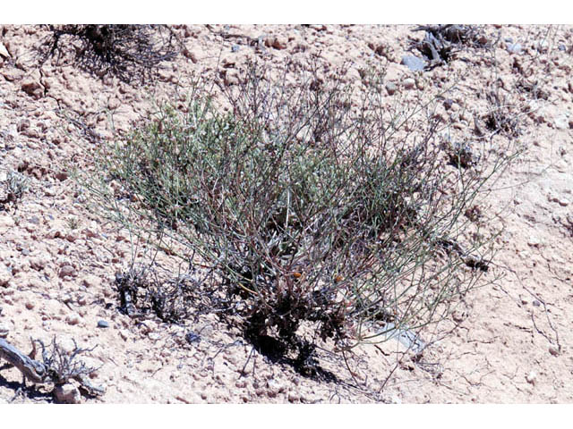 Eriogonum ostlundii (Elsinore buckwheat) #57841