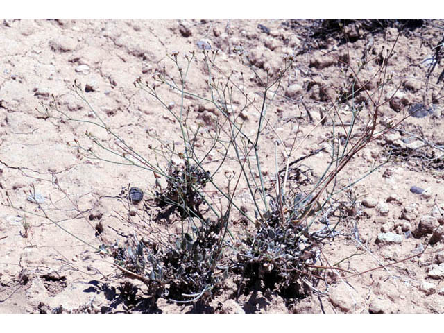 Eriogonum ostlundii (Elsinore buckwheat) #57843