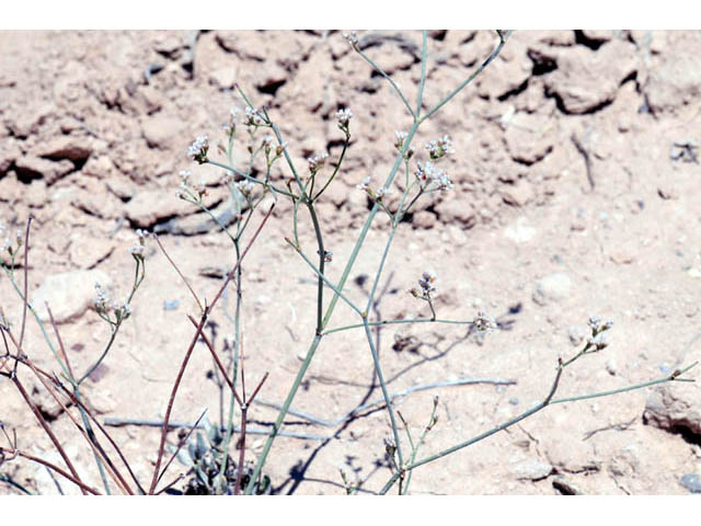 Eriogonum ostlundii (Elsinore buckwheat) #57844