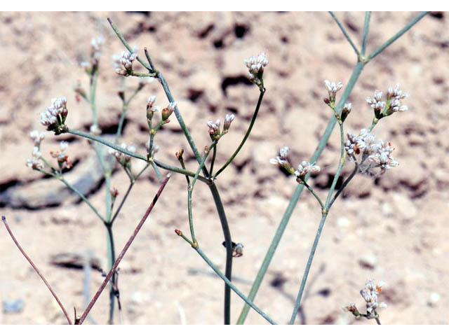Eriogonum ostlundii (Elsinore buckwheat) #57845