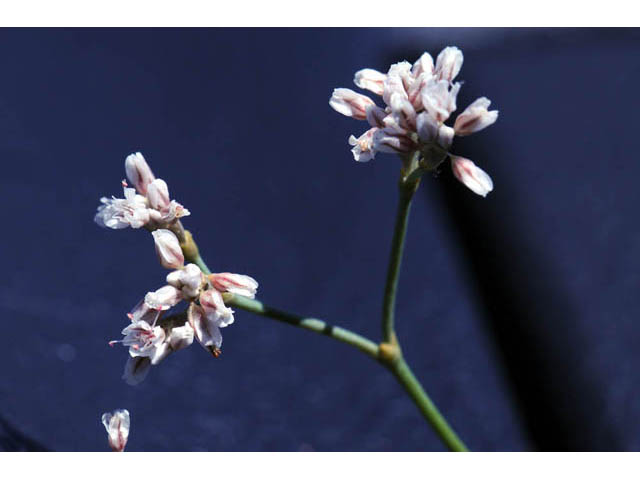 Eriogonum ostlundii (Elsinore buckwheat) #57846