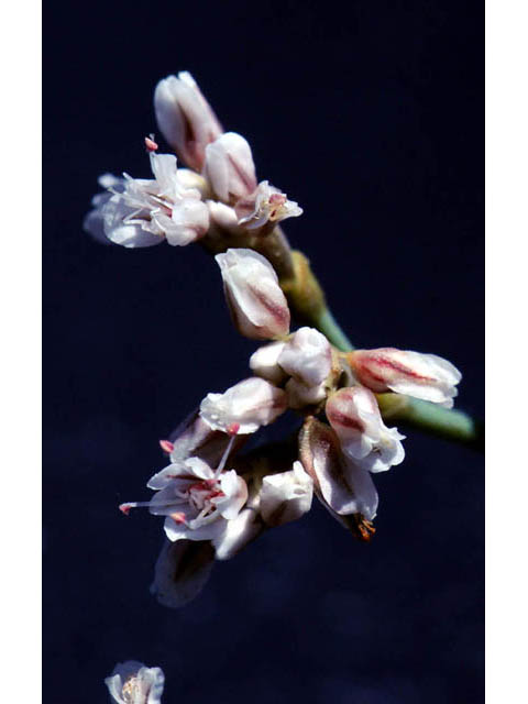 Eriogonum ostlundii (Elsinore buckwheat) #57847