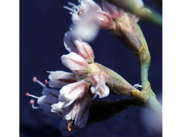 Eriogonum ostlundii (Elsinore buckwheat) #57849
