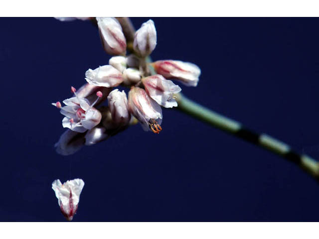 Eriogonum ostlundii (Elsinore buckwheat) #57850