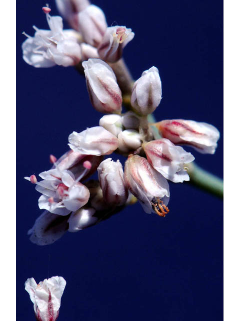 Eriogonum ostlundii (Elsinore buckwheat) #57851