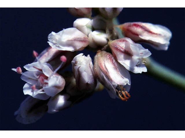 Eriogonum ostlundii (Elsinore buckwheat) #57852