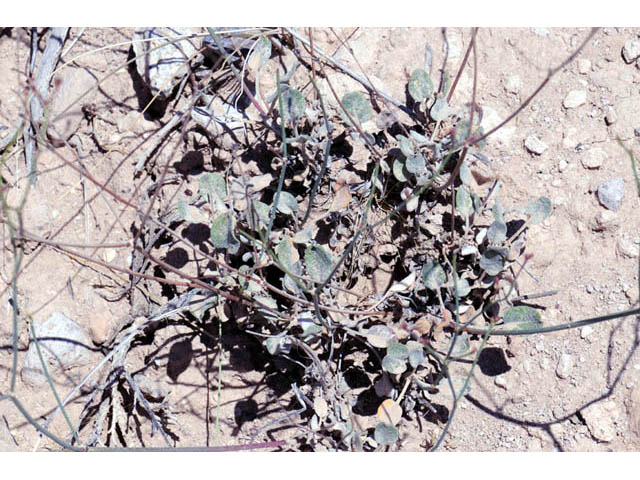 Eriogonum ostlundii (Elsinore buckwheat) #57853