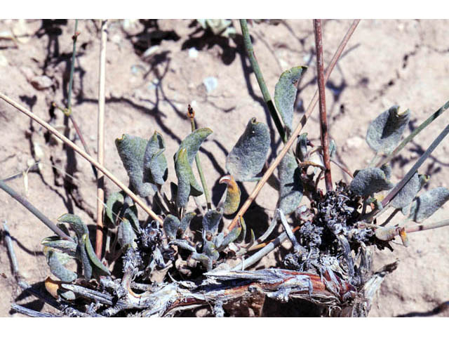 Eriogonum ostlundii (Elsinore buckwheat) #57856