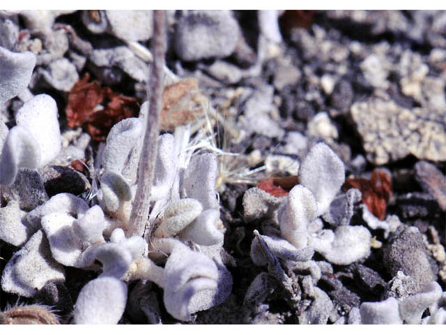 Eriogonum ovalifolium var. depressum (Cushion buckwheat) #57862