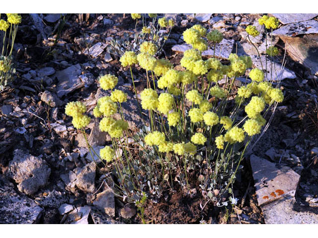 Eriogonum ovalifolium (Cushion buckwheat) #57883