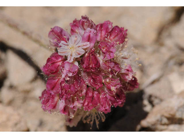 Eriogonum ovalifolium var. purpureum (Cushion buckwheat) #57885