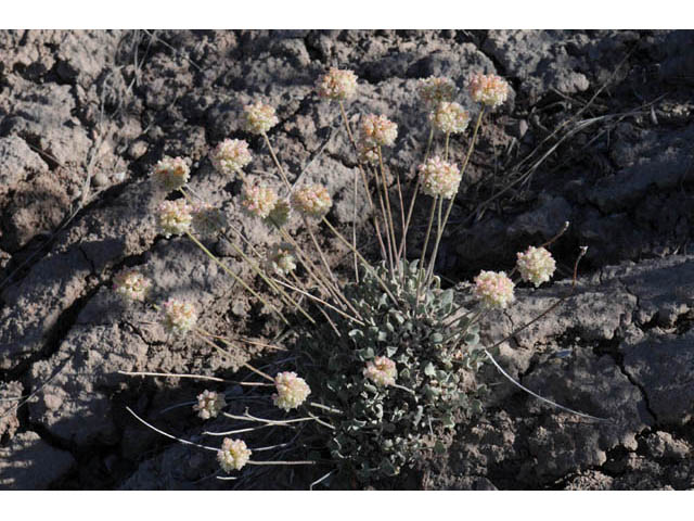 Eriogonum ovalifolium var. purpureum (Cushion buckwheat) #57889