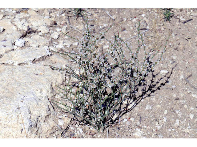 Eriogonum palmerianum (Palmer's buckwheat) #57896