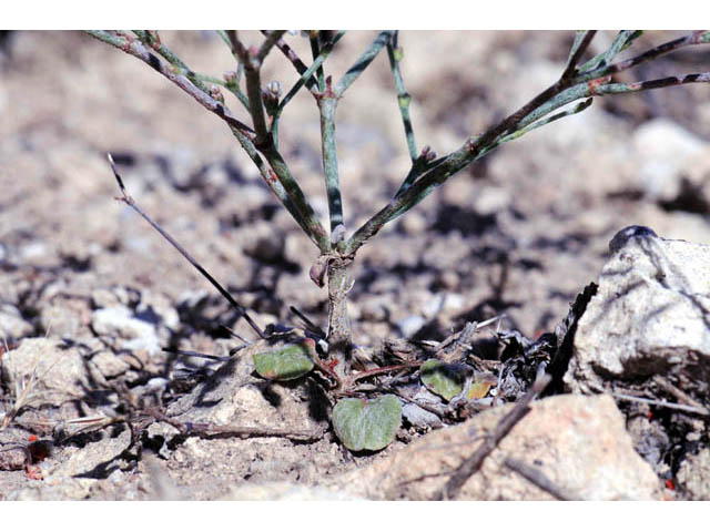 Eriogonum palmerianum (Palmer's buckwheat) #57898