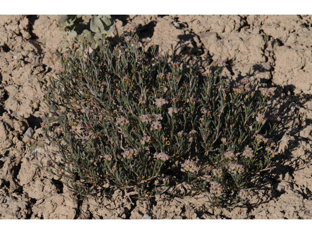 Eriogonum pelinophilum (Clay-loving buckwheat) #57913