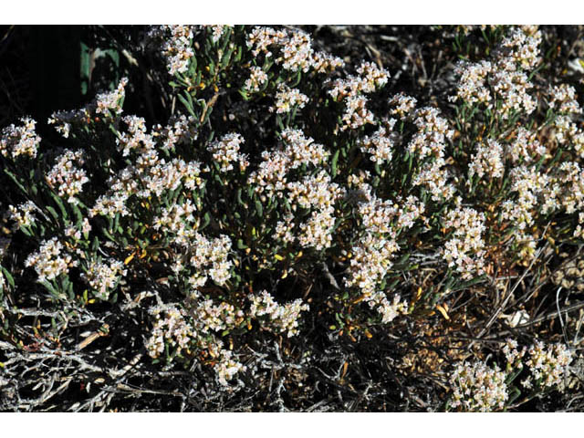 Eriogonum pelinophilum (Clay-loving buckwheat) #57914
