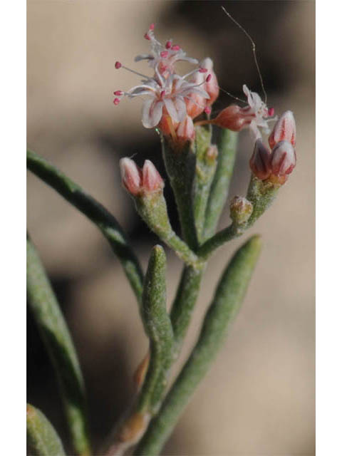 Eriogonum pelinophilum (Clay-loving buckwheat) #57922