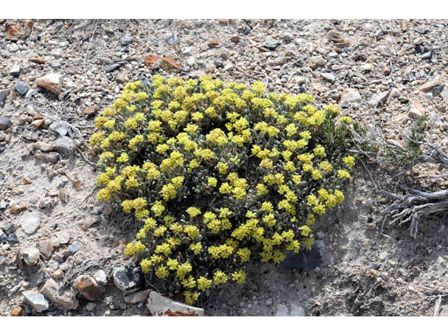 Eriogonum shockleyi (Shockley's buckwheat) #57957