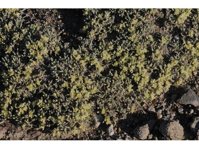 Eriogonum shockleyi (Shockley's buckwheat) #57968