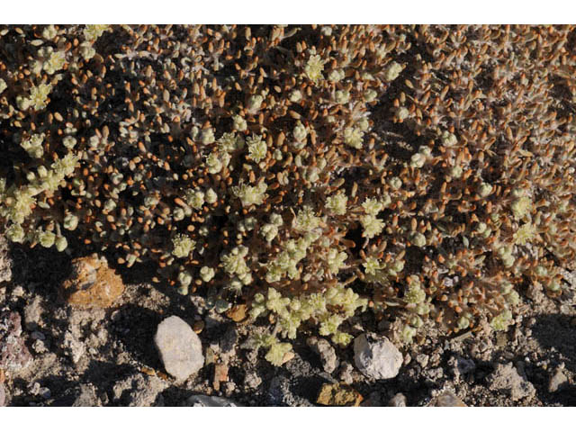 Eriogonum shockleyi (Shockley's buckwheat) #57974