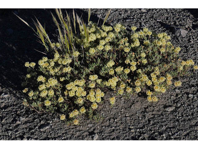 Eriogonum sphaerocephalum var. halimioides (Rock buckwheat) #57989