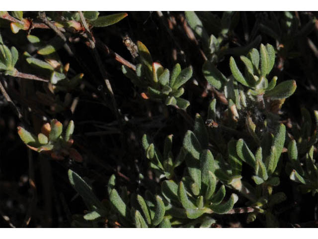 Eriogonum sphaerocephalum var. halimioides (Rock buckwheat) #57991