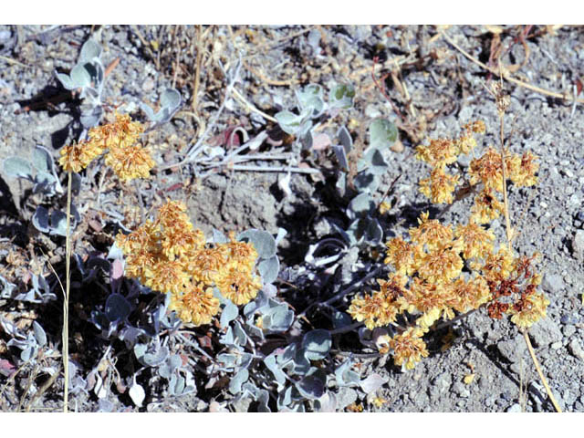 Eriogonum umbellatum var. cladophorum (Sulphur-flower buckwheat) #58048