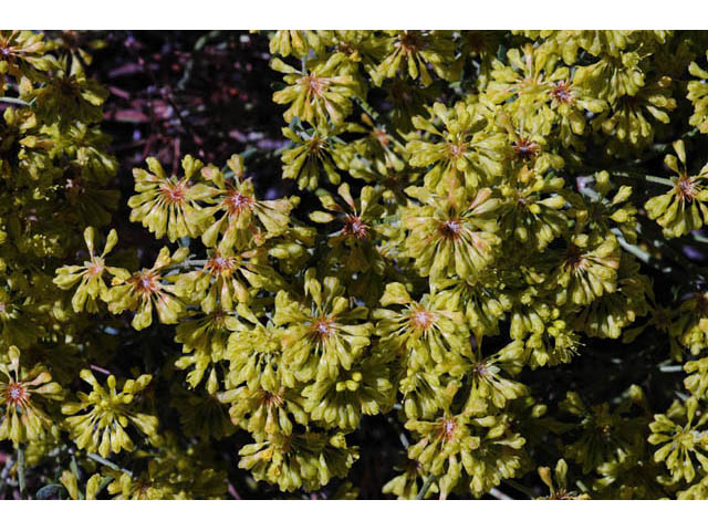 Eriogonum umbellatum var. subaridum (Sulphur-flower buckwheat) #58110