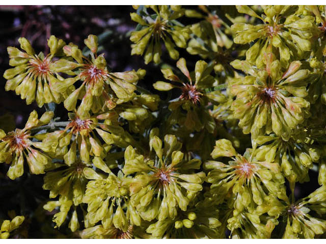 Eriogonum umbellatum var. subaridum (Sulphur-flower buckwheat) #58111