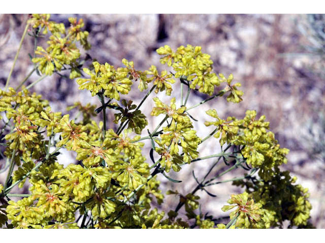 Eriogonum umbellatum var. subaridum (Sulphur-flower buckwheat) #58112