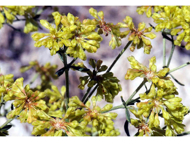 Eriogonum umbellatum var. subaridum (Sulphur-flower buckwheat) #58113